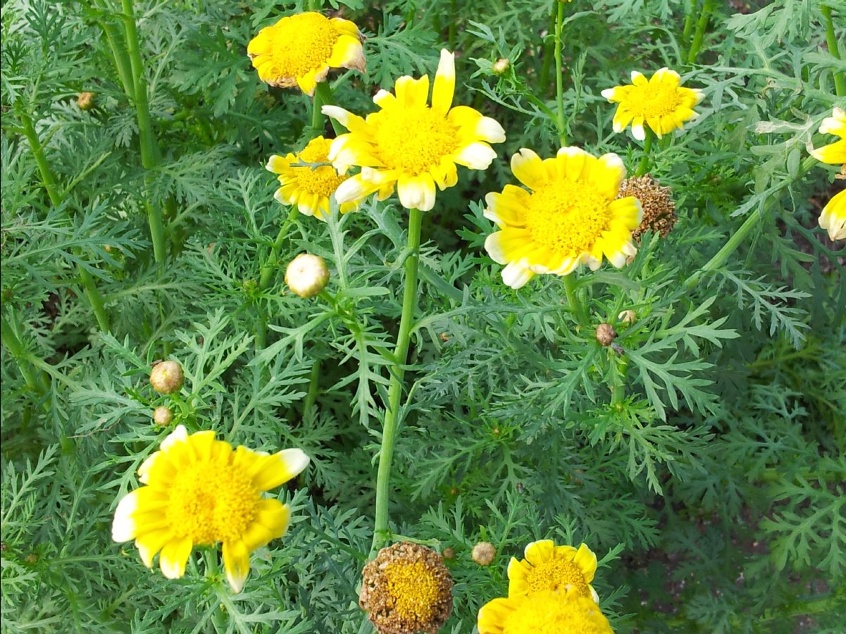 20120422Organic Farm39